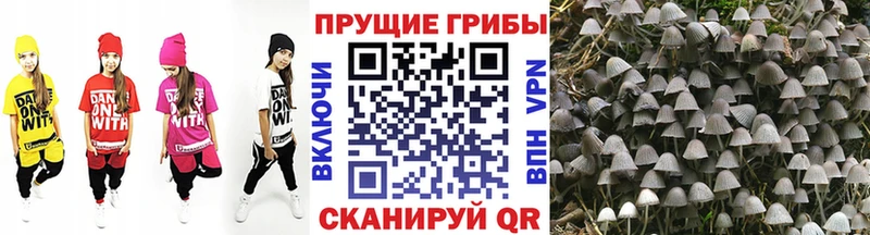 mega рабочий сайт  Истра  Псилоцибиновые грибы Psilocybine cubensis  где можно купить  